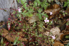 Geranium robertianum