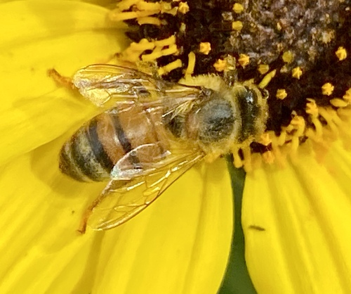 iNaturalist observation photo of Western Honey Bee
