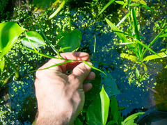 Dulichium arundinaceum