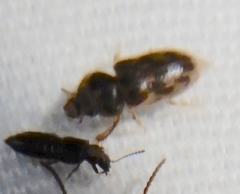 Heterocerus intermuralis