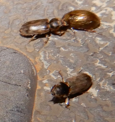 Heterocerus intermuralis