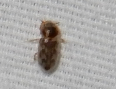 Heterocerus intermuralis