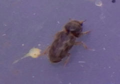 Heterocerus intermuralis