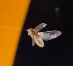 Heterocerus intermuralis
