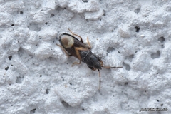 Piezoscelis staphylinus