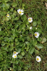 Bellis perennis
