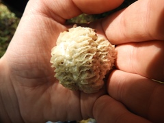 Hypomyces tremellicola