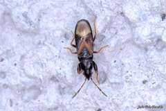 Piezoscelis staphylinus