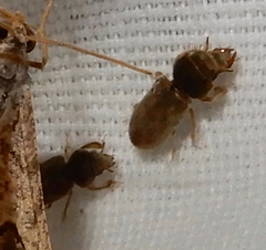 Heterocerus intermuralis