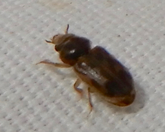 Heterocerus intermuralis