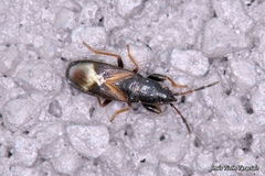 Piezoscelis staphylinus