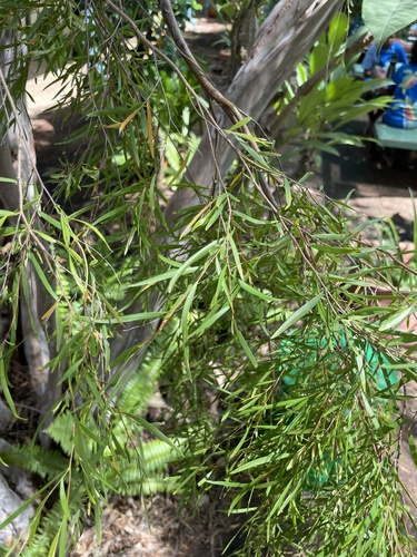 Leptospermum madidum, 2025-04-02