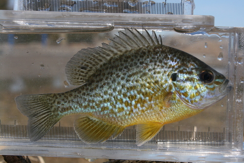 Pumpkinseed, photo 10 of 10