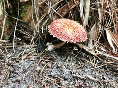 Boletellus ananas image