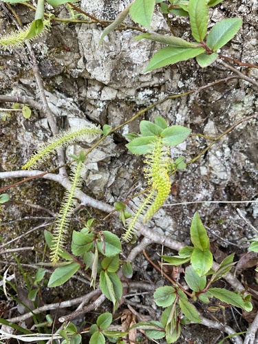 Salix japonica iNat (3)