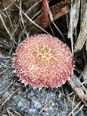 Boletellus ananas image