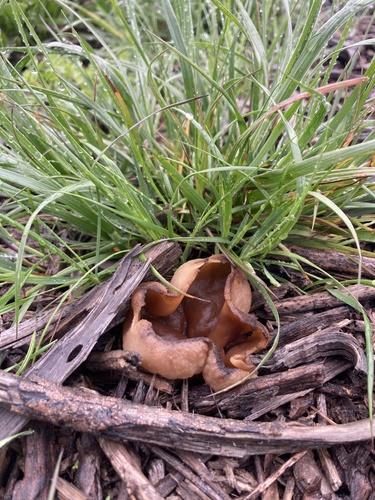 iNaturalist observation photo of Cups