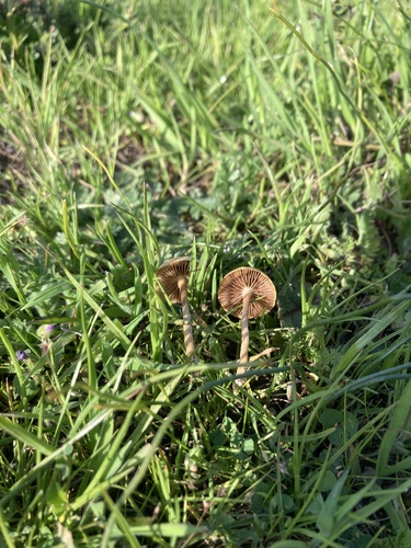 iNaturalist observation photo of Agrocybe