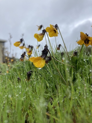 iNaturalist observation photo of California Golden Violet