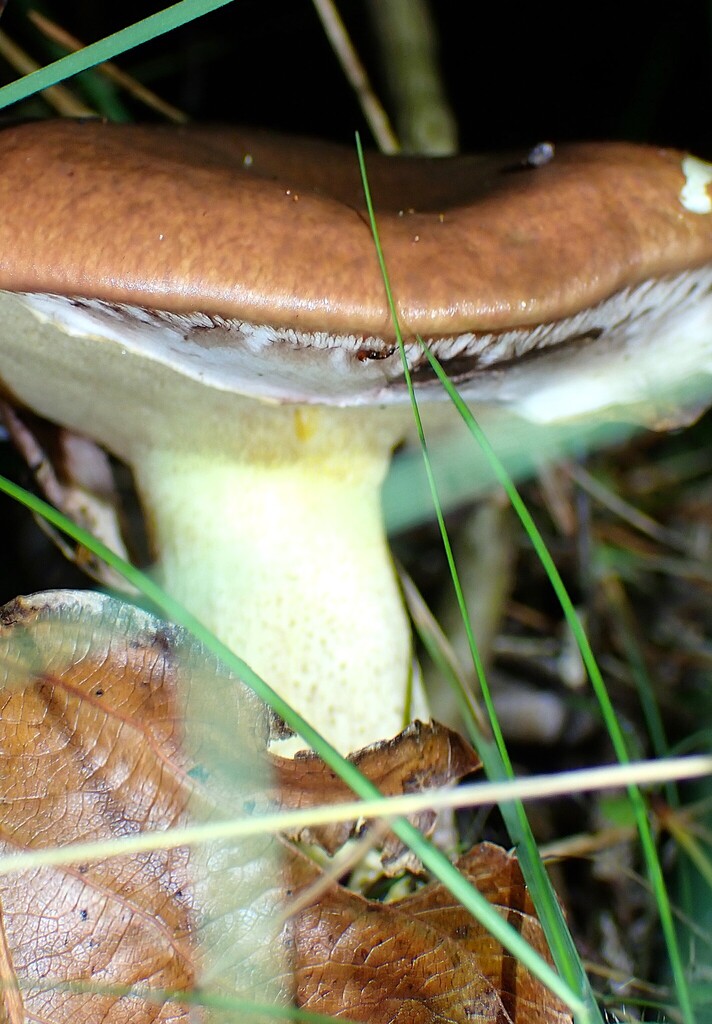 Suillus luteus · March 2025 · photo: © henry_id (iNaturalist, cc-by)