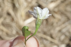 Convolvulus waitaha