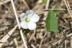 Convolvulus waitaha