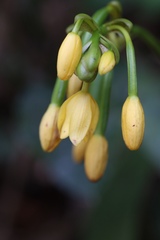 Calanthe