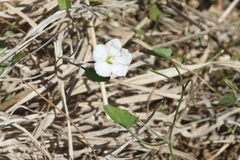 Convolvulus waitaha