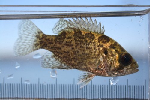 Rock Bass