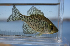 Black Crappie photo 5