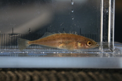 Brook Stickleback photo 5