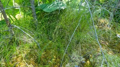 Carex billingsii