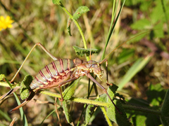 Steropleurus pseudolus