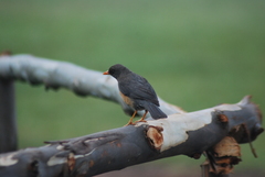 Turdus abyssinicus