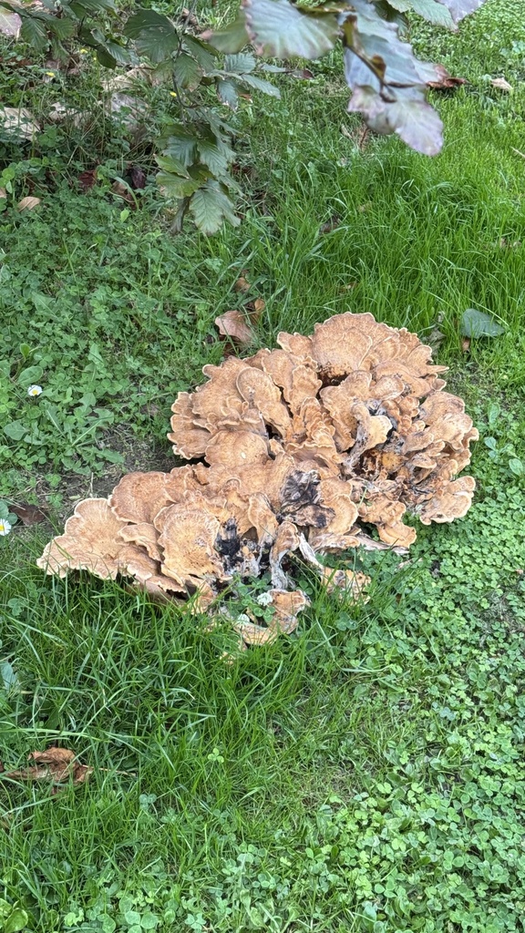 Meripilus giganteus · April 2025 · photo: © frankashwood (iNaturalist, cc-by)