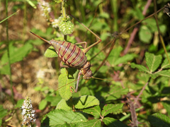 Steropleurus pseudolus