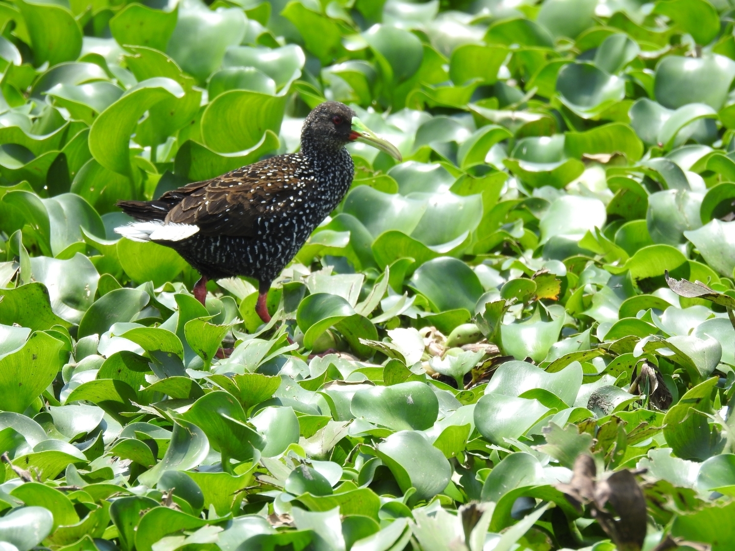 Spotted Rail (Pardirallus maculatus), photo 3
