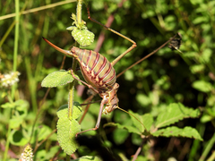 Steropleurus pseudolus