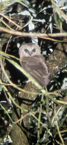 Unspotted Saw-whet Owl (Aegolius ridgwayi), photo 9