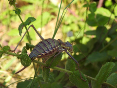 Steropleurus pseudolus