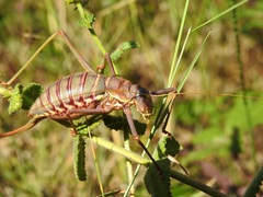 Steropleurus pseudolus