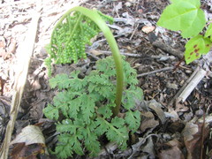 Sceptridium dissectum dissectum