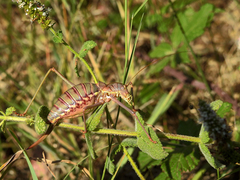 Steropleurus pseudolus