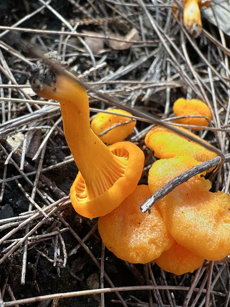 Cantharellus concinnus · April 2025 · photo: © prossington (iNaturalist, cc-by)