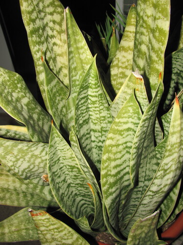 Sansevieria trifasciata 'Night Owl'