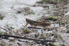 Schistocerca serialis cubense