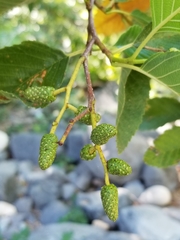 Alnus oblongifolia