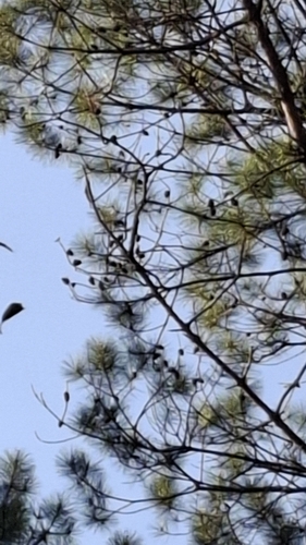Lawson's pine (Pinus lawsonii)