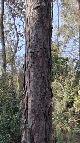 Image of Pinus lawsonii by (c) M. Socorro González Elizondo, some rights reserved (CC BY-SA)