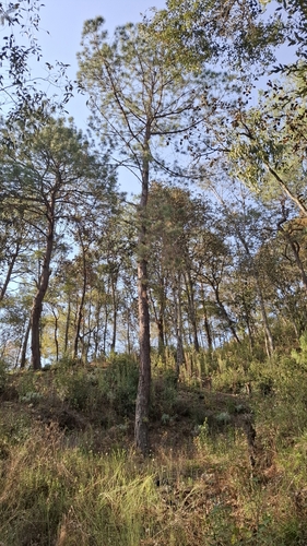 Image of Pinus lawsonii by (c) M. Socorro González Elizondo, some rights reserved (CC BY-SA)